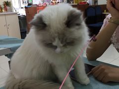 -鼓捣猫呢主题猫咖店