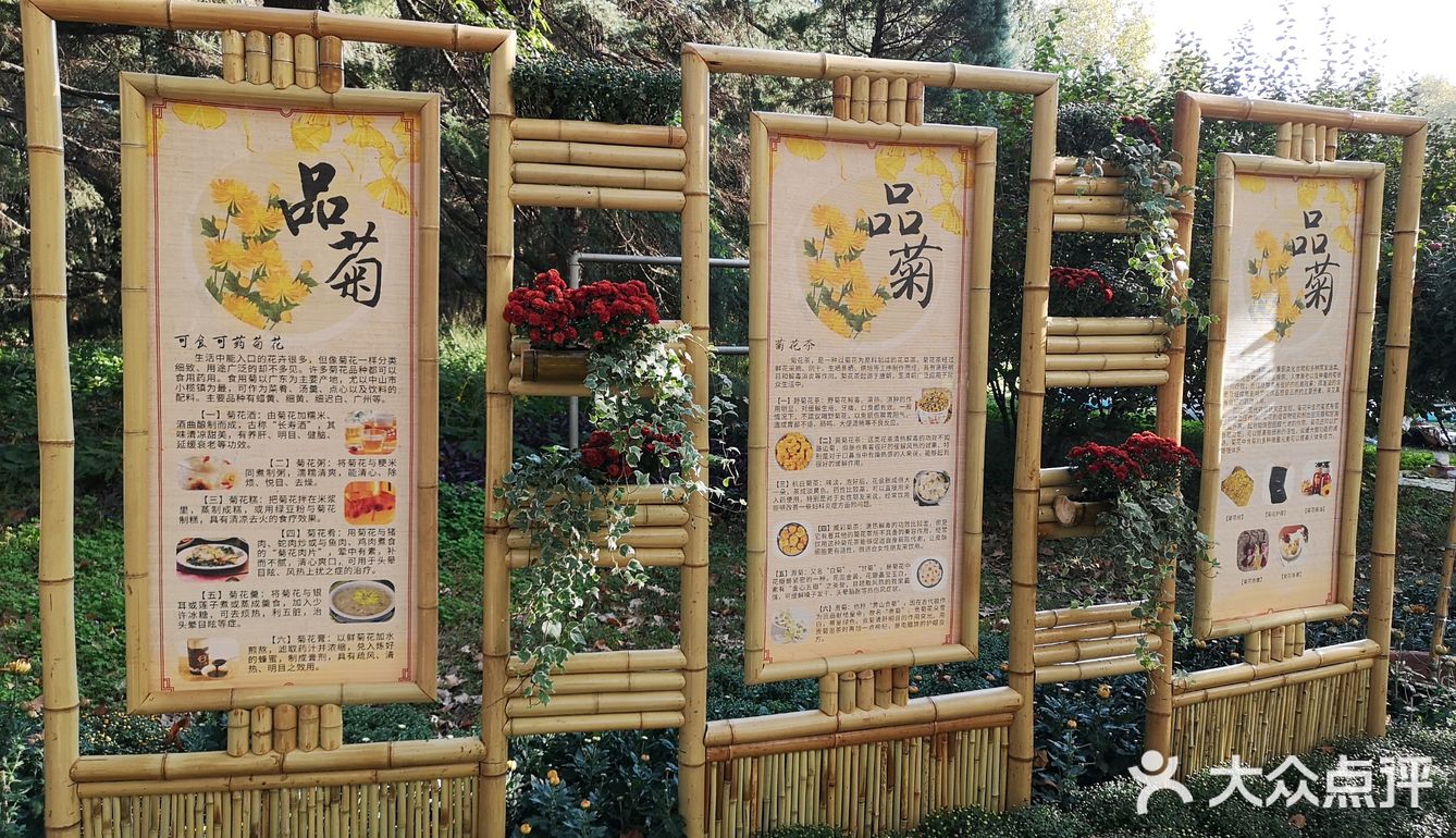 秋意未浓枫难红 千菊争艳百媚娇