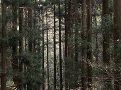 -天目山大树王景区