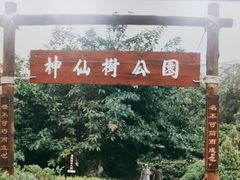 -神仙树公园