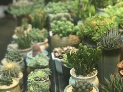 -双季花艺园艺市场(浦东店)