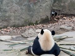 -都江堰中华大熊猫苑