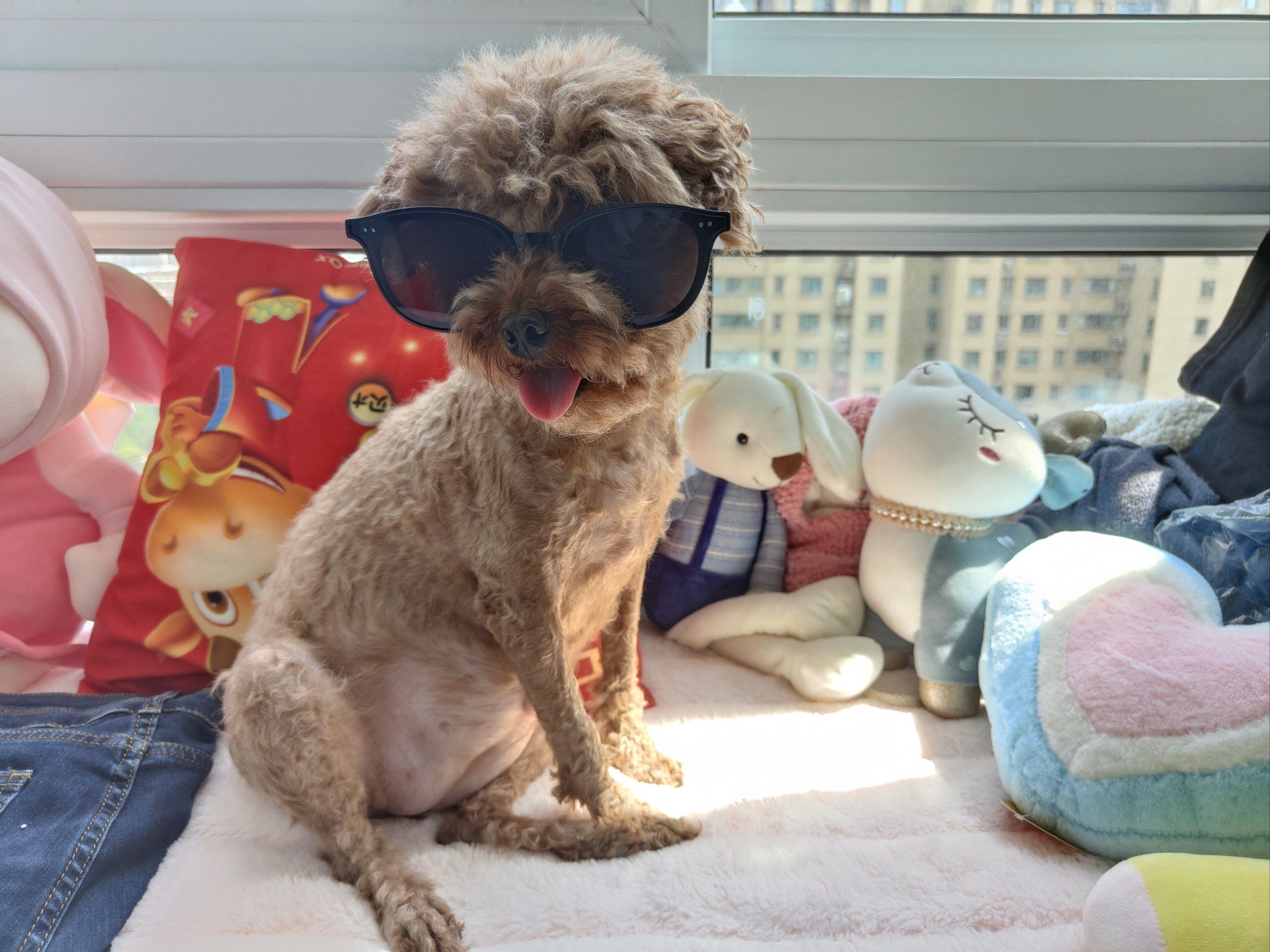 毛手毛脚萌友会 #相约亚宠展 
夏