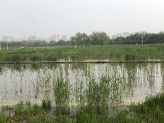 -大兴滨河森林公园