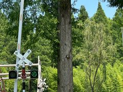 -黄海国家森林公园