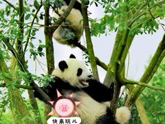 -卧龙中华大熊猫苑神树坪基地