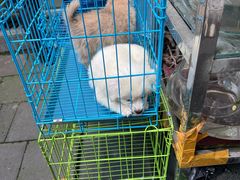 -青石桥花鸟鱼虫市场(叠翠城店)