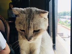 -more than meow吴止猫主题餐厅(承德 中船汇店)