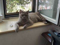 -纳吉亚猫专科动物诊疗中心(蒋宅口分院)