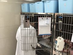 -申普宠物医院·心脏介入·心血管微创(总院)