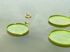 -云溪植物园