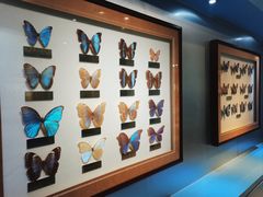 -上海昆虫博物馆