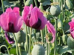 -国家植物园南园