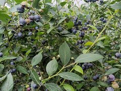 -金谷域澳洲庄园