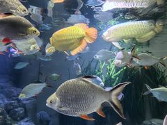 -上海海洋水族馆