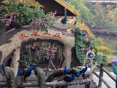 -西双版纳原始森林公园