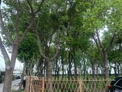 -马陆小张葡萄园农家乐