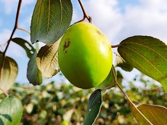 -新塘水果乐园(东洲大道店)