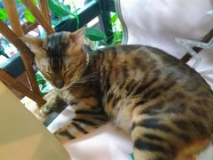 -李小姐の猫咖啡馆(五角场店)
