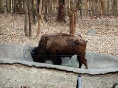 -清迈夜间动物园