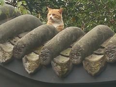 -成都杜甫草堂博物馆