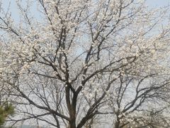 -北京西山国家森林公园