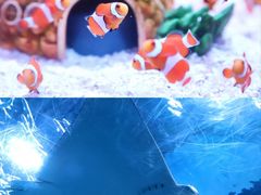 -海合安成都极地海洋公园