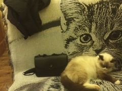 -猫色咖啡·猫咖