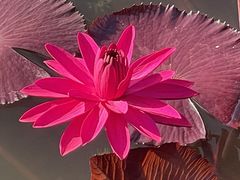 -国家植物园南园