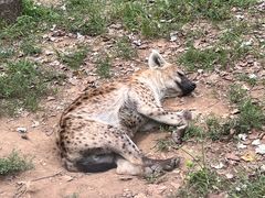 -大连森林动物园