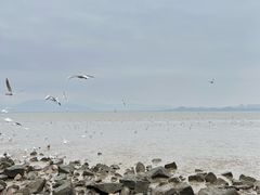 -深圳湾公园(南山区)