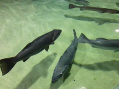 -凯莉-塔尔敦海洋生物水族馆