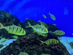 -成都浩海立方海洋公园