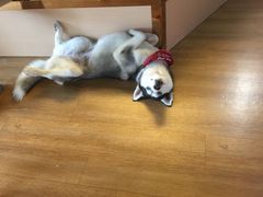 -Husky Go! 哈士奇体验馆·宠物咖啡厅狗咖