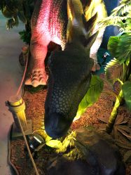 -恐龙探索乐园(磁器口店)