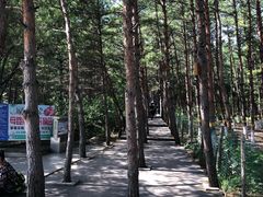 -帽儿山国家森林公园