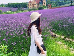 -大塘金香草谷
