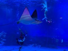 -烟台海昌鲸鲨海洋公园