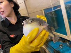 -天正河鲀·河豚亭(大连店)