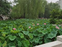-莲湖公园