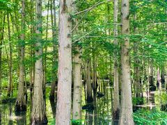 -桤木河湿地公园