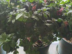 -顺兴老茶馆·精品川菜(世纪城店)