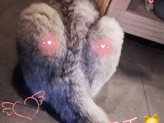 -Mr.Fox狐狸先生超级密室(南山店)