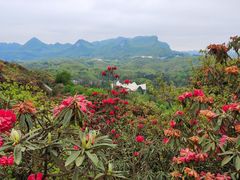 -贵州百里杜鹃风景名胜区