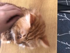 -平行世界·猫咖(首经贸店)