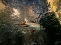 -上海海洋水族馆