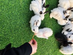 -萌宠亲子动物乐园(槐房万达店)