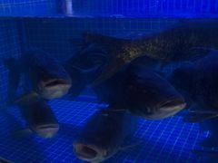-姜君·千岛湖鱼头馆(浦东大道店)