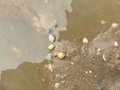 -刘家湾赶海园