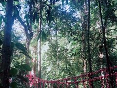 -西双版纳原始森林公园